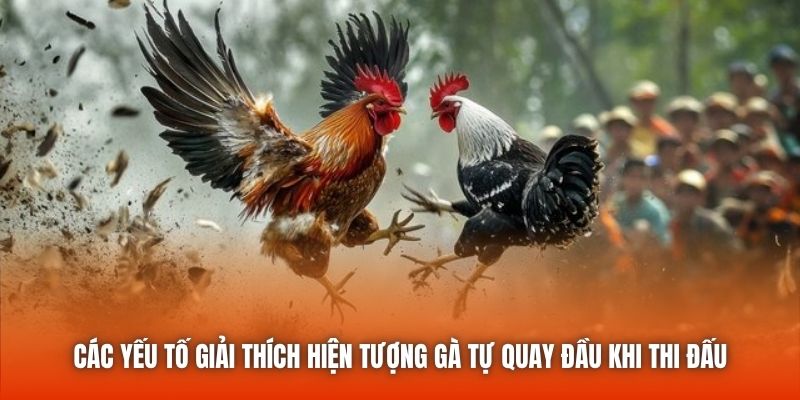 Các yếu tố giải thích hiện tượng gà tự quay đầu khi thi đấu