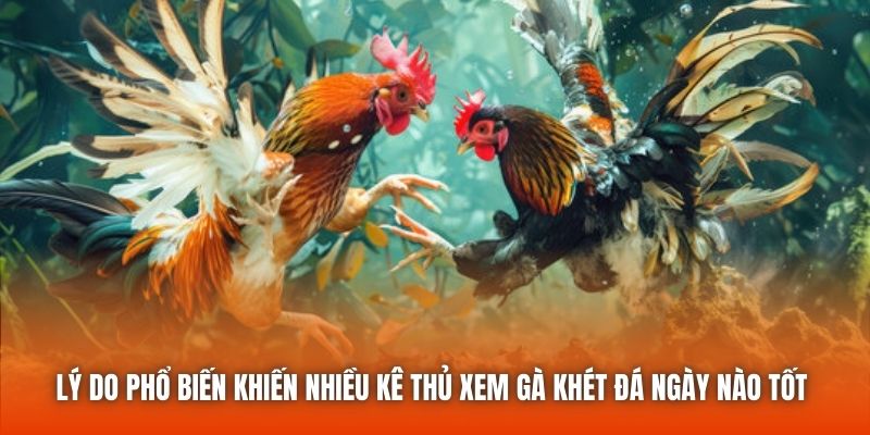Lý do phổ biến khiến nhiều kê thủ xem gà khét đá ngày nào tốt