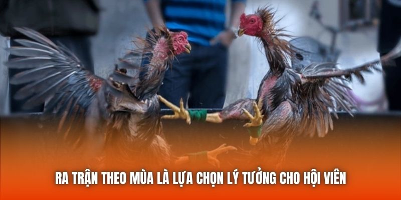 Ra trận theo mùa là lựa chọn lý tưởng cho hội viên